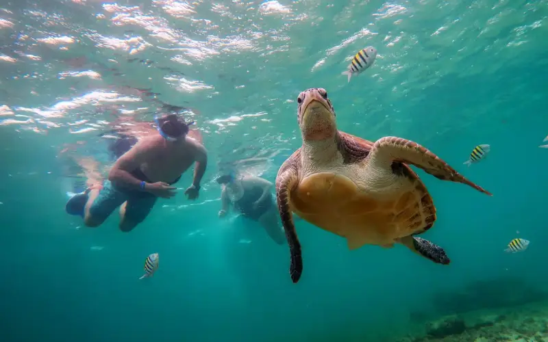 b snorkel tortugas marinas cancun